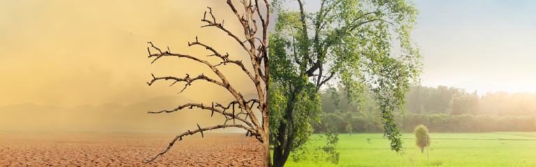 In der Mitte des Bildes ist ein Baum zu sehen. Die linke Hälfte zeigt einen vertrockneten Baum, ebenso der Boden ist rissig durch Trockenheit. Die linke Bildhälfte zeigt einen gesunden Baum mit Blättern, der auf einer grünen Wiese steht.
